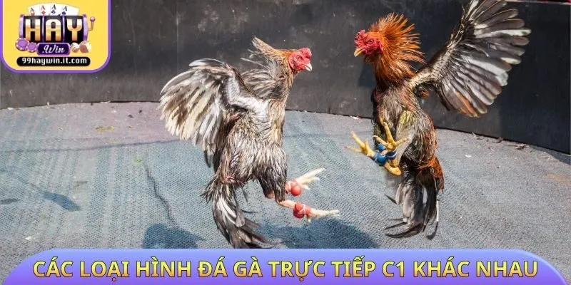 Các loại hình đá gà trực tiếp C1 khác nhau