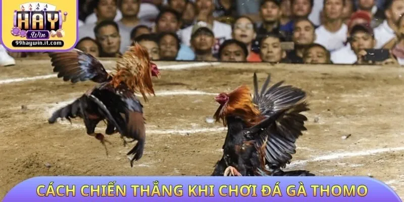 Cách chiến thắng khi chơi đá gà Thomo