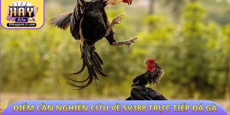 Điểm cần nghiên cứu về Sv388 trực tiếp đá gà