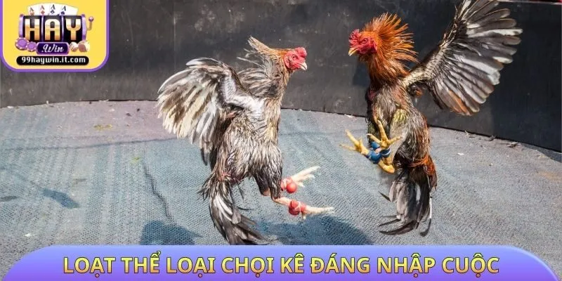 Loạt thể loại chọi kê đáng nhập cuộc trên đá gà HAYWIN