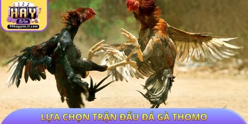 Lựa chọn trận đấu đá gà Thomo