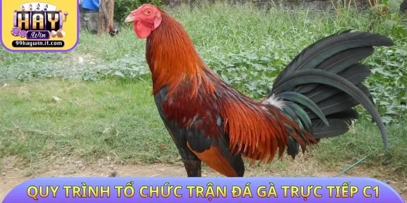 Quy trình tổ chức trận đá gà trực tiếp C1