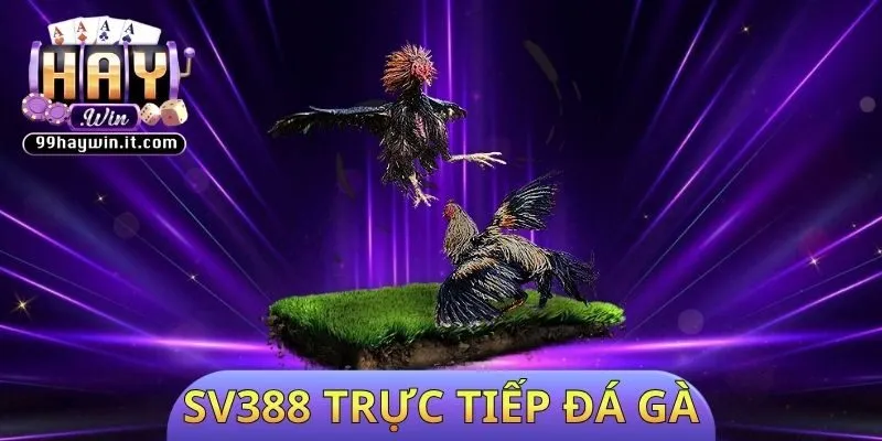 Sv388 trực tiếp đá gà