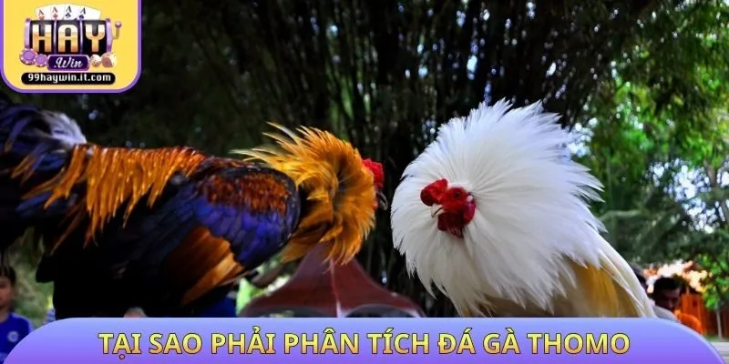 Tại sao phải phân tích đá gà Thomo