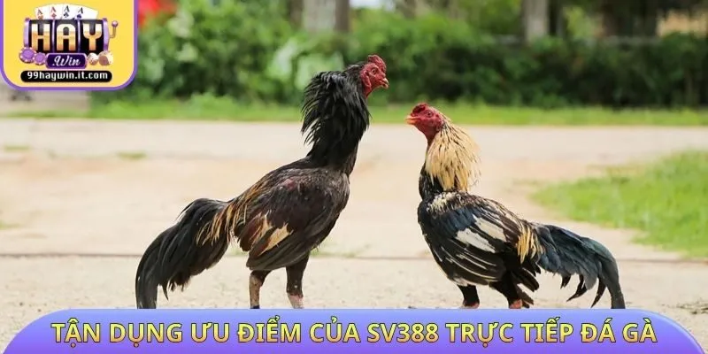 Tận dụng ưu điểm của Sv388 trực tiếp đá gà