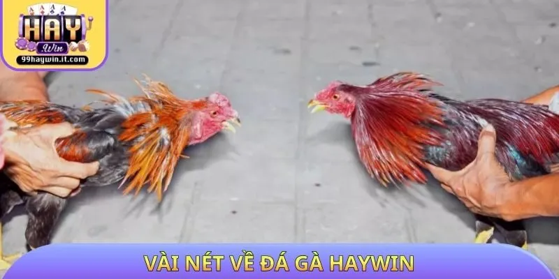 Vài nét về đá gà HAYWIN