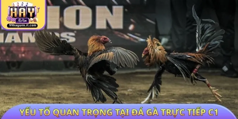 Yếu tố quan trọng tại đá gà trực tiếp C1